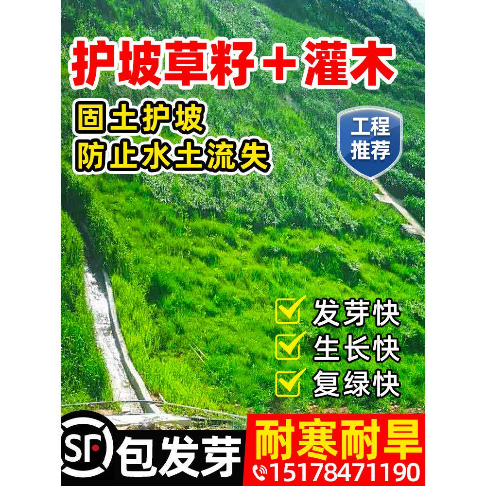 护坡固土草籽灌木四季常青紫穗槐绿化斜山边坡高速绿化种子孑