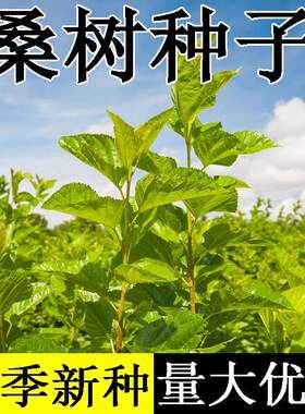 桑树种子新采林木树种桑葚籽小灌木可食用护坡固土绿化四季可播