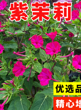 紫茉莉种子 地雷花鲜花籽紫色花草胭脂花宿根花卉多年生景观花海