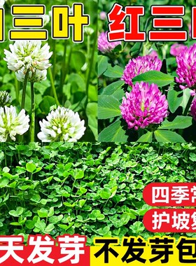 白三叶草种子红花三叶草种籽四季草种子绿化三叶草籽耐寒耐旱