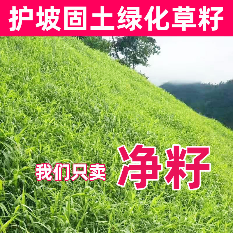草坪种子固土护坡草籽边坡绿化四季常青耐旱耐寒高羊茅黑麦草净籽