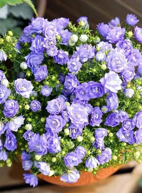 丹麦风铃草花种子阳台盆栽花卉四季播种开花喇叭花太阳花花种籽子