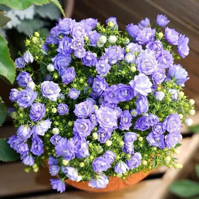 丹麦风铃草花种子阳台盆栽花卉四季播种开花喇叭花太阳花花种籽子