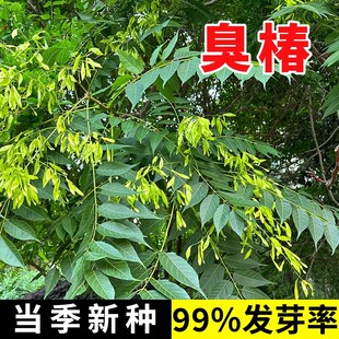 新采臭椿树林木种子臭椿种子乔木 造林树苗籽 红油香椿种子包邮