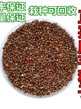 云南高成活魔芋种子高产魔芋种子花魔芋种