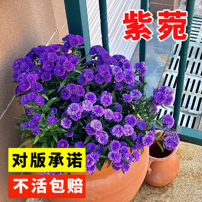 紫菀宿根简单易活花籽耐寒花种