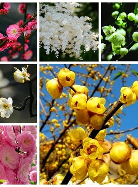 红梅/乌梅/绿梅/白梅/美人梅/素心梅/腊梅/梅花种子花卉林木种子