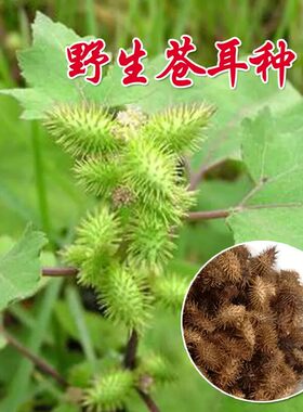 成熟带刺毛苍耳种子新货