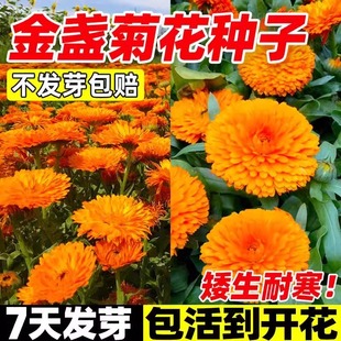 金盏菊种子大花重瓣金盏花种籽四季春秋长生菊花海室内外盆栽花籽