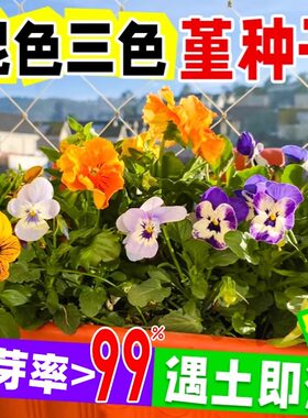 庭院重瓣阳台易活猫脸花角堇