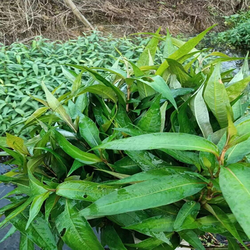 野生香柳种子越南蓼草红辣鱼蓼叻沙叶香料柳菜傣味香柳叶鱼香菜籽