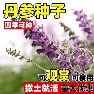 丹参种子中药材野生特级丹参新鲜红丹参种籽四季种植易活高产人参