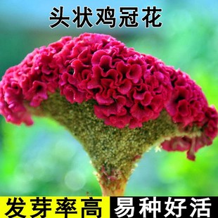 巨型鸡冠花种子大花球鸡公花霸头冠鸡髻花籽花坛阳台盆栽春季播种