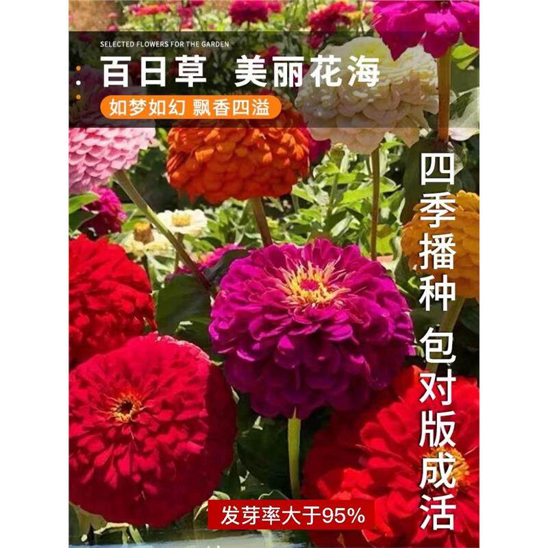 重瓣百日草种子混色步步高百日菊花籽四季开花易活室外盆栽花种籽