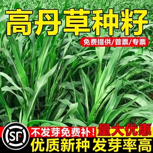 高丹王草种籽四季养殖高产牧草种子苏丹草播种畜猪鸡牛羊鱼草种籽