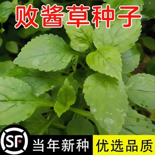 黄花败酱草种子南败酱草苦益菜 苣荬菜苦菜子苦菜苦麻菜种子