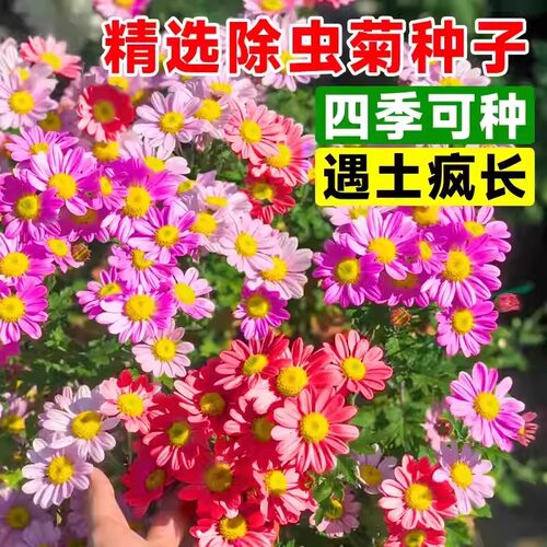 除虫菊种子驱蚊草菊花种籽四季播种多年生混色盆栽适合春天种的花
