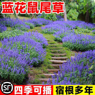 蓝花鼠尾草种子室外庭院耐寒花籽四季播种一串兰花种籽宿根花卉