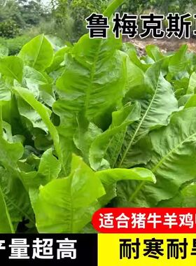 进口多年生鲁梅克斯种子