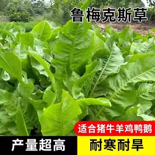 鲁梅克斯种子高产耐寒牧草种子进口优质草籽牛羊猪鸡鸭鹅鱼食用草