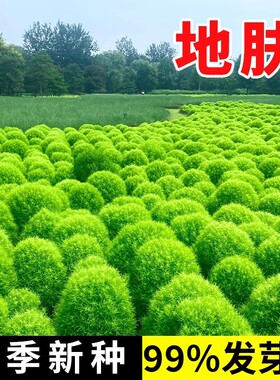 绿叶地肤种子园林景观绿化红叶地肤植物种子草花种子扫帚草