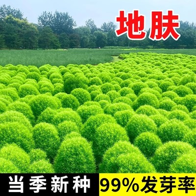绿叶地肤种子园林景观绿化红叶地肤植物种子草花种子扫帚草