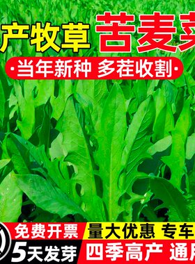 苦麦菜种子四季高产多年生牧草种籽多茬收割畜牧养殖家禽喜食草籽