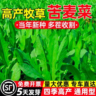 苦麦菜种子四季高产多年生牧草种籽多茬收割畜牧养殖家禽喜食草籽