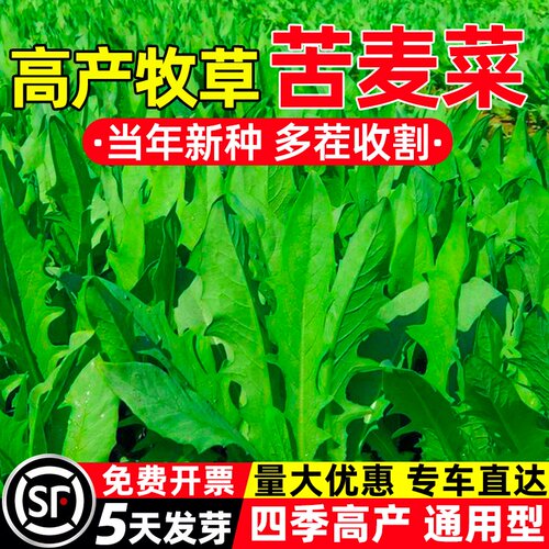 苦麦菜种子四季高产多年生牧草种籽多茬收割畜牧养殖家禽喜食草籽