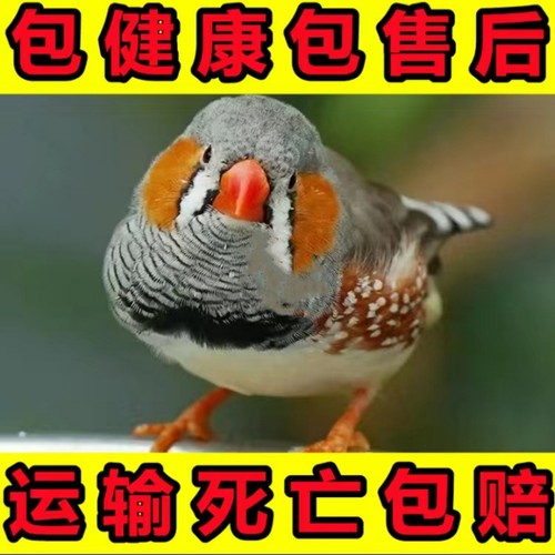 灰珍珠鸟白文鸟灰文鸟锦花鸟