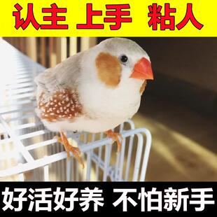 珍珠驼色珍珠白色和珍珠驼色观赏鸟笼养鸟可爱鸟可繁殖粘人鸟可爱