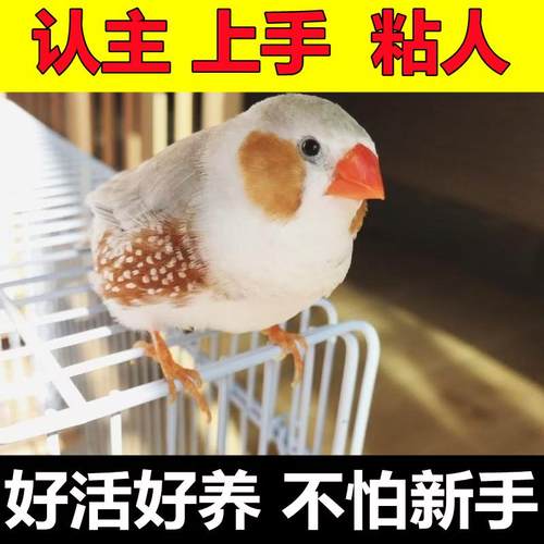 珍珠驼色珍珠白色和珍珠驼色观赏鸟笼养鸟可爱鸟可繁殖粘人鸟可爱