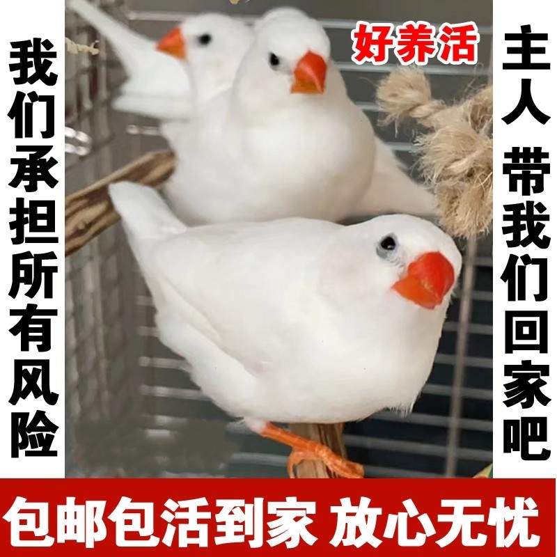 珍珠灰色珍珠白色和珍珠驼色可繁殖一公一母宠物鸟可爱鸟活泼机灵,宠物/宠物食品及用品,鸟,淘宝优惠券,粉丝福利购,淘宝优惠卷