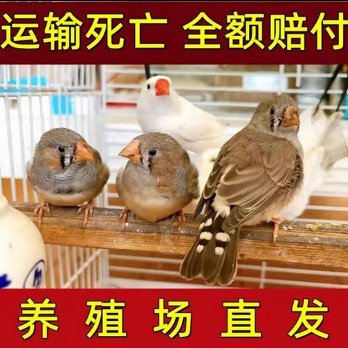 珍珠鸟宠物活物斑胸草雀灰白