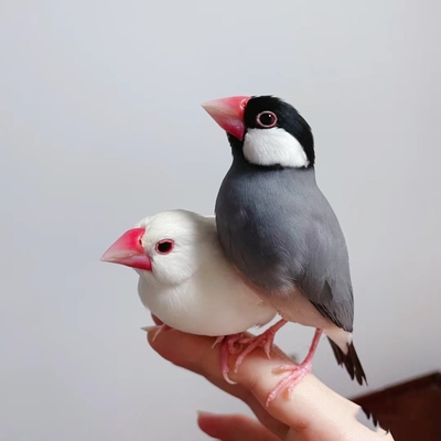 活体一对白文鸟观赏鸟