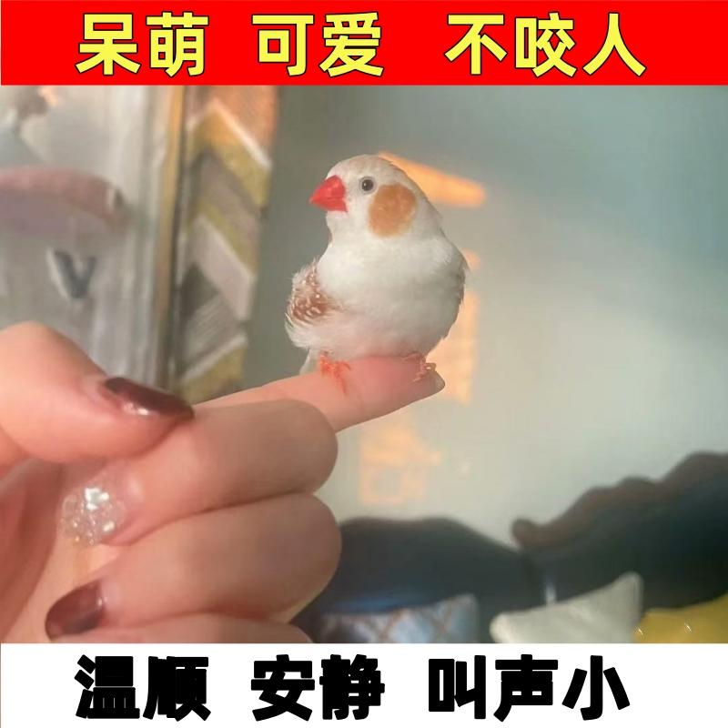 珍珠驼色珍珠灰色和珍珠白色可繁殖宠物鸟可爱鸟观赏鸟可锻炼手养