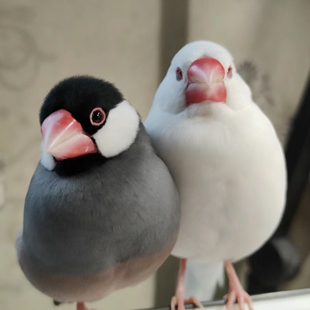 文鸟活鸟宠物鸟灰文鸟白文鸟观赏鸟可繁殖一对小鸟易上手好活便宜