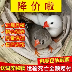 珍珠鸟宠物鸟灰白鸟七彩鸟