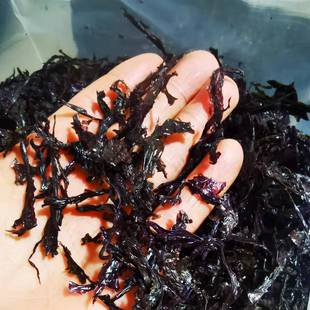 福建霞浦新纯二水碎紫菜干货500克1斤无沙无油免撕免洗口感细嫩