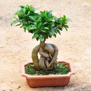 【客厅盆栽植物大型榕树价格】最新客厅盆栽植