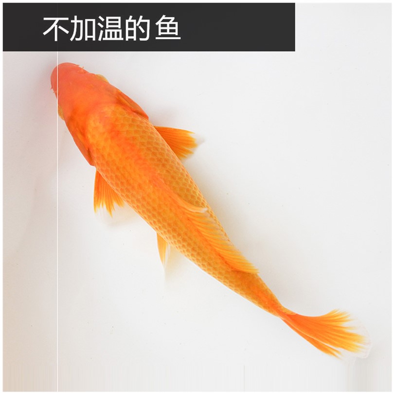 最耐养的鱼金鱼活体锦鲤活鱼大型黄金锦鲤鱼苗黑色锦鲤活鱼小型 韩香阁水族生活馆 淘优券