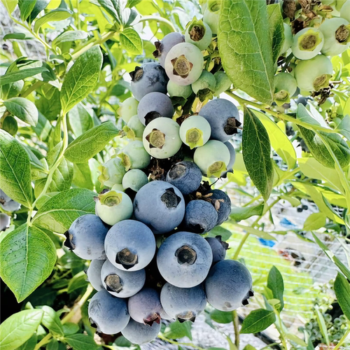 天后蓝莓树果苗南方北方种植当年结果特大盆栽地栽耐寒蓝莓树苗