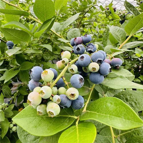 夏普蓝蓝莓树果苗南北方种植当年结果盆栽地栽特大蓝莓苗蓝莓苗