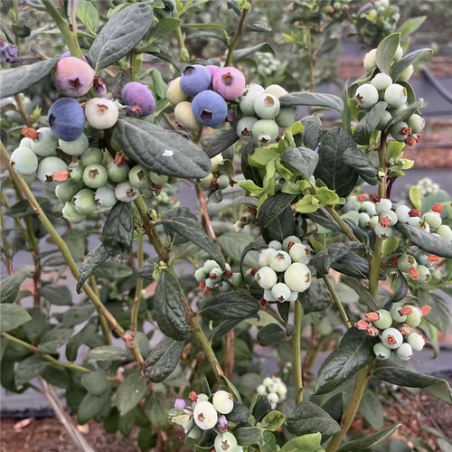 春高蓝莓树果苗南方北方种植当年结果特大盆栽地栽耐寒蓝莓树苗