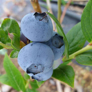 公爵北方种植苔藓苗南方当年结果特大盆栽地栽耐寒蓝莓果树苗阳台