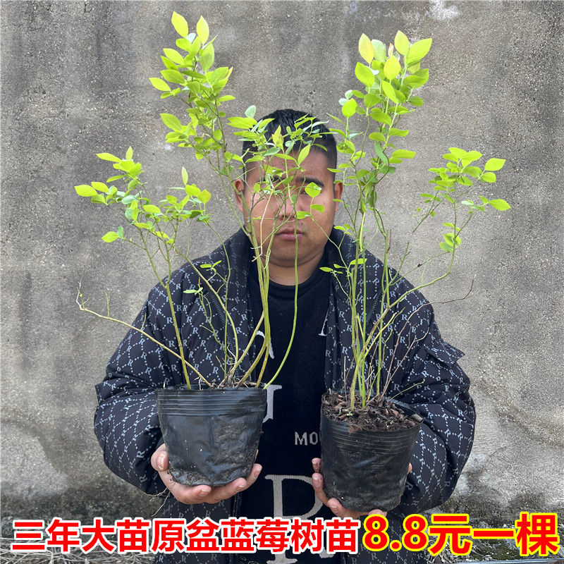 蓝莓树果苗蓝莓苗盆栽阳台南方带果北方地栽当年结果特大蓝莓树苗-封面