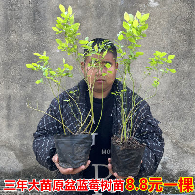 蓝莓树果苗蓝莓苗盆栽阳台南方带果北方地栽当年结果特大蓝莓树苗