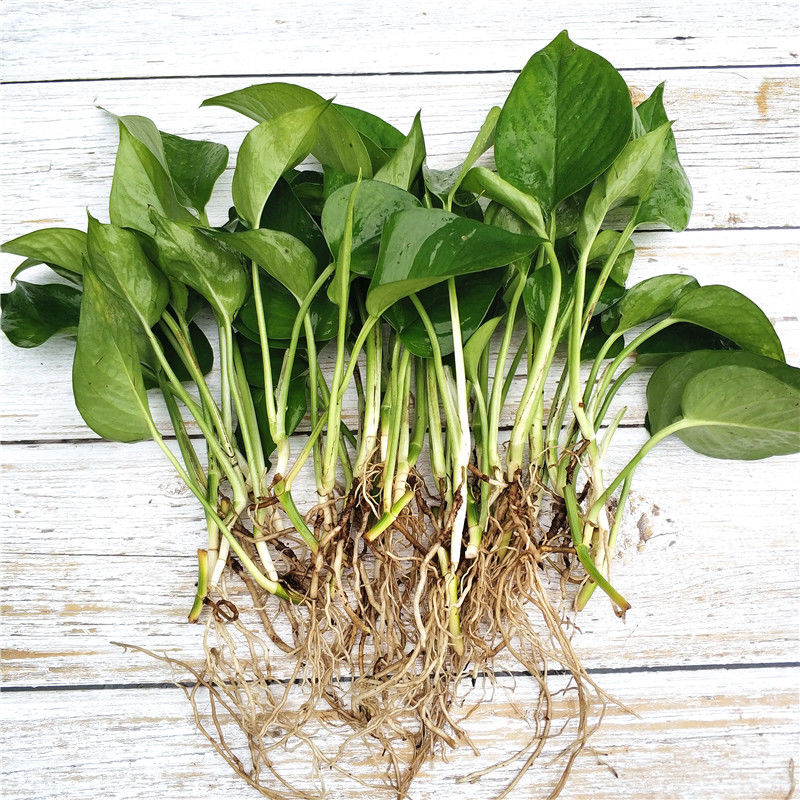 绿萝办公室内净化空气