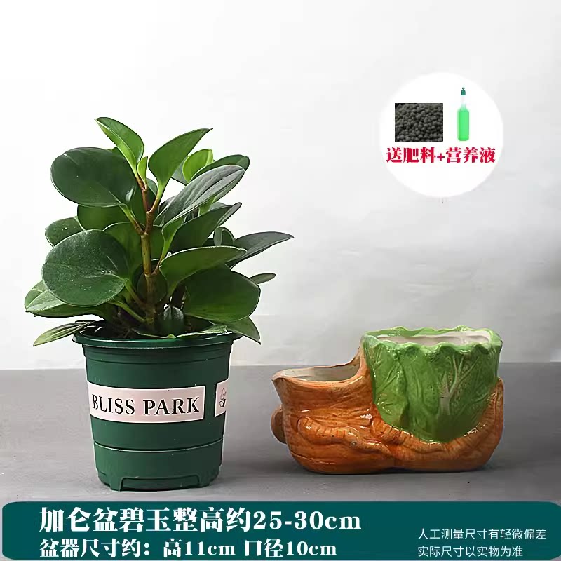 四季常青豆瓣绿碧玉吸烟鬼花青叶碧玉室内盆栽水培观叶绿植净化空