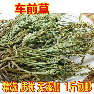 云南野生车前草500g 新鲜无硫青色车前草干泡茶可搭配蒲公英茶 包邮